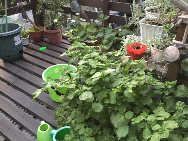 thumb_IMG_0893_1024
