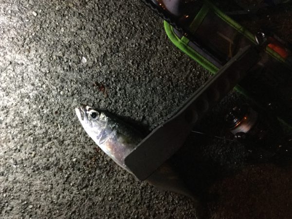 thumb_img_1741_1024