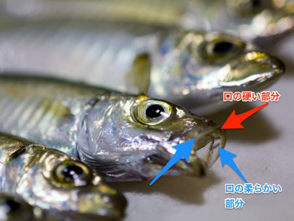 aji6_l