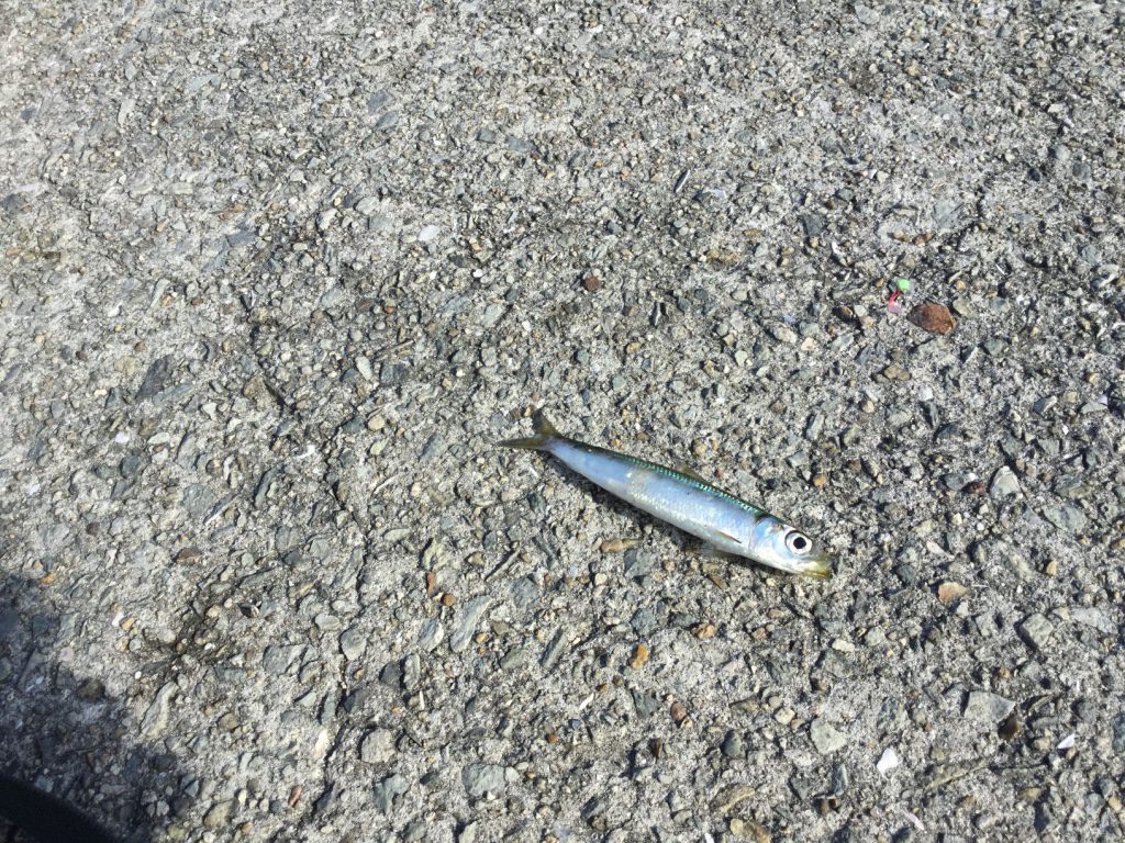サビキ釣りってマキエ 餌 なしでもアジを釣れるの 検証してみた 明石 大蔵海岸 Nature Drive