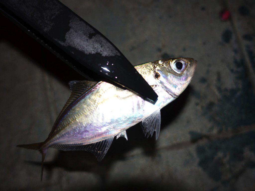アジング入門 初心者でも釣れる 釣り方のコツ タックルから上達法まで徹底解説 Nature Drive