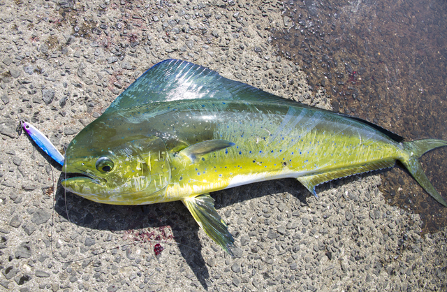 ライトショアジギングで釣れる魚種は よく釣れる15種の解説と釣り方紹介 Nature Drive